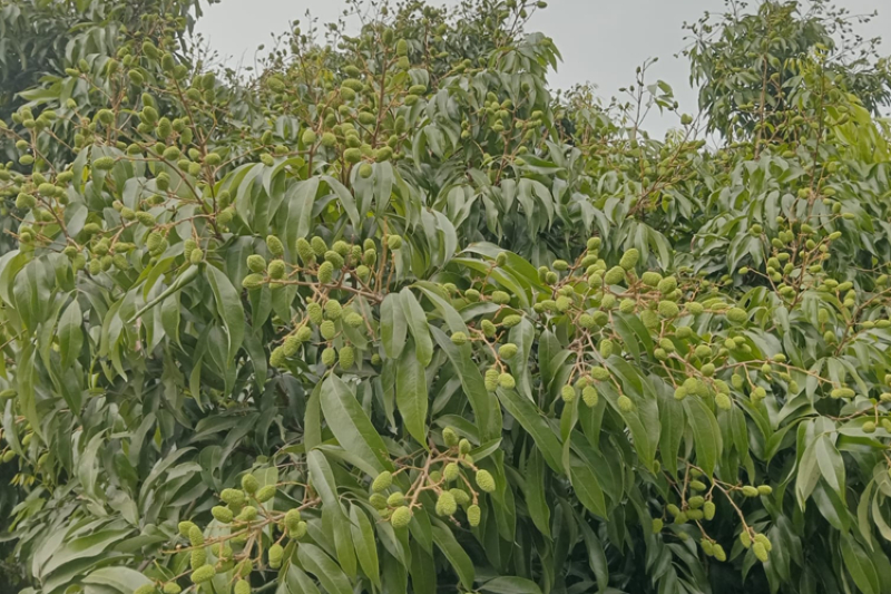 Bangladesh Litchi Industry Faces Yield Drop in Dinajpur: Climate Challenges and Economic Resilience