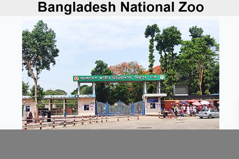 Lioness Escapes Enclosure at Mirpur Zoo- মিরপুর চিড়িয়াখানার খাঁচা ভেঙে বাইরে সিংহী