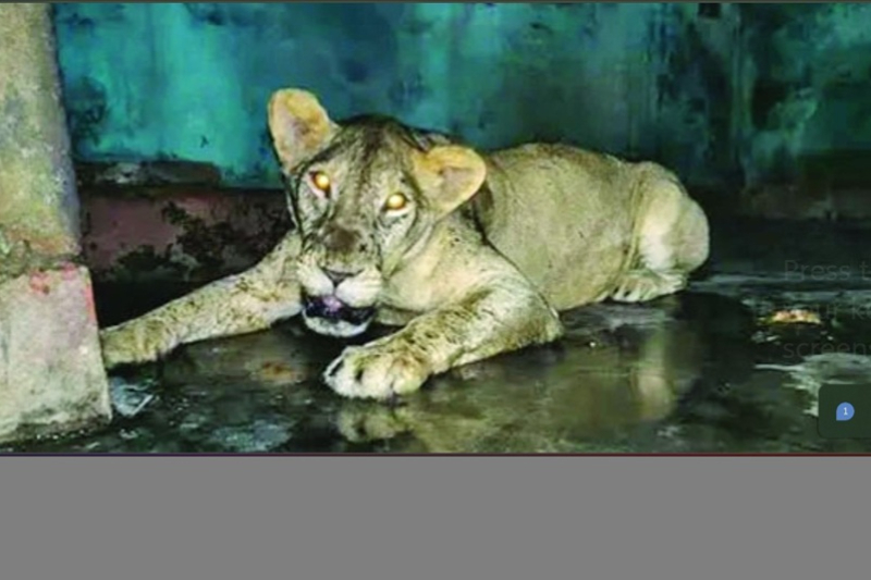 Escaped Lioness Safely Returned to Enclosure at National Zoo- জাতীয় চিড়িয়াখানায় খাঁচা ছাড়া সিংহী ২.৫ ঘণ্টা পর নিরাপদে আটক