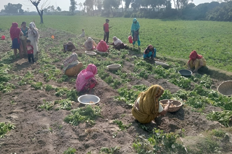 Silent Crisis of Potato Farmers in Dinajpur as Prices Crash- আলুর দরপতনে বিপর্যস্ত দিনাজপুরের কৃষকরা, বাড়ছে লোকসান